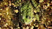 Life under water faces serious threats