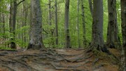 Jorden, marken och klimatförändringar